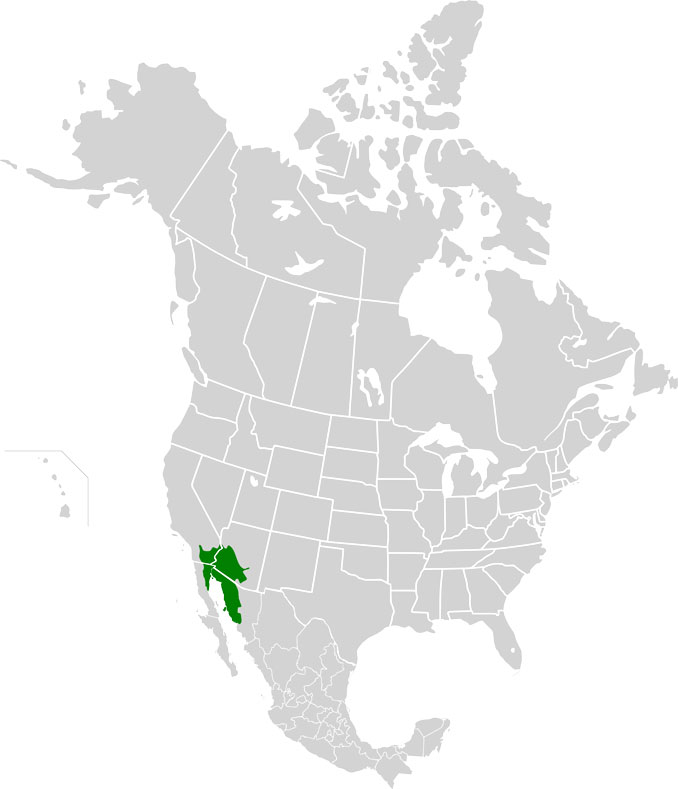 Sonoran Desert - the approximate area of the Sonoran Desert ecoregion - of the Deserts and xeric scrublands Biome - in western North America (CC BY-SA 3.0)